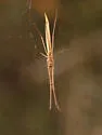 Tetragnatha caudata - photo 4