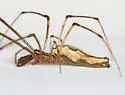 Tetragnatha elongata