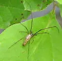 Tetragnatha elongata - photo 2