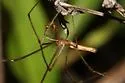Tetragnatha elongata - photo 3