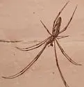 Tetragnatha elongata - photo 4
