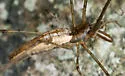 Tetragnatha elongata - photo 5