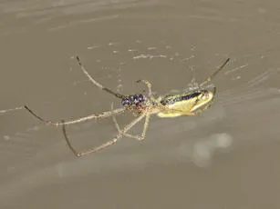 Tetragnatha extensa