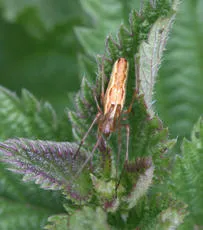 Tetragnatha extensa - photo 2