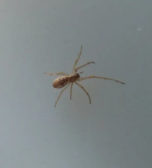 Tetragnatha extensa - photo 3