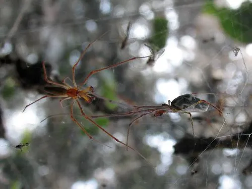 Tetragnatha guatemalensis