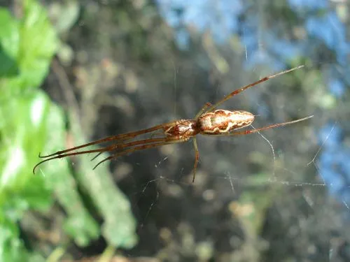 Tetragnatha guatemalensis - photo 2