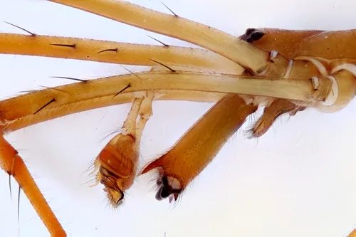 Tetragnatha guatemalensis - photo 3