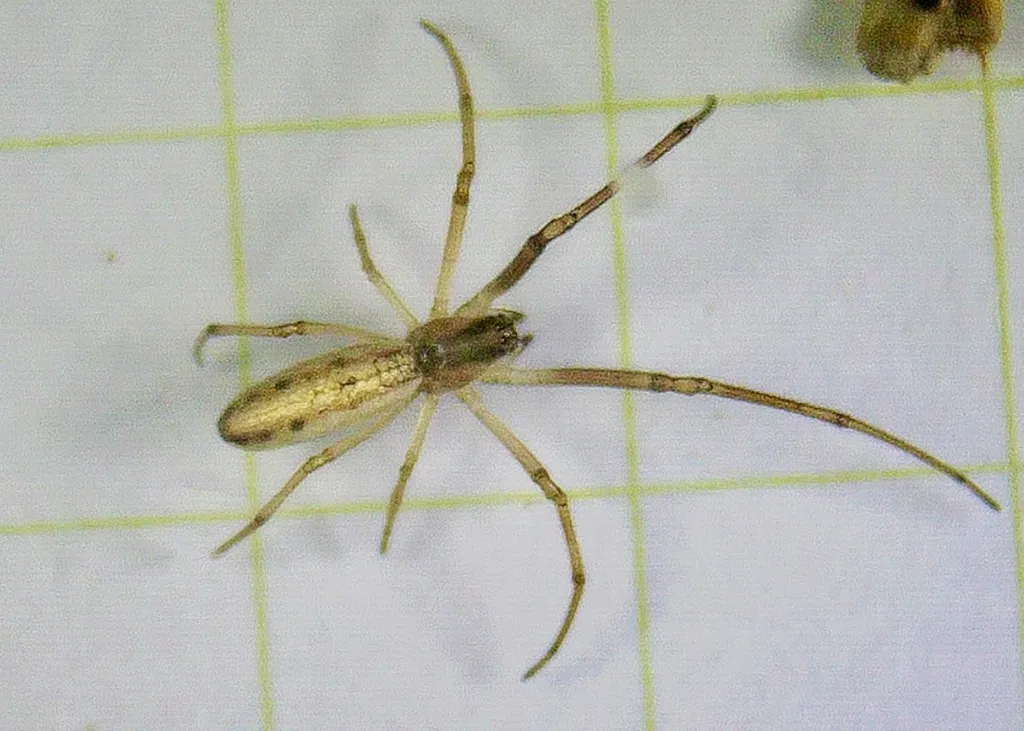 Silver Longjawed Orbweaver - photo 2