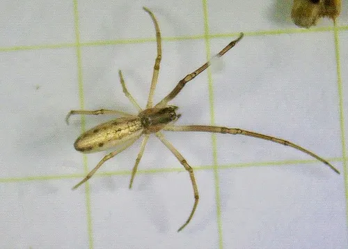 Silver Longjawed Orbweaver - photo 3