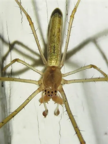 Silver Longjawed Orbweaver - photo 4