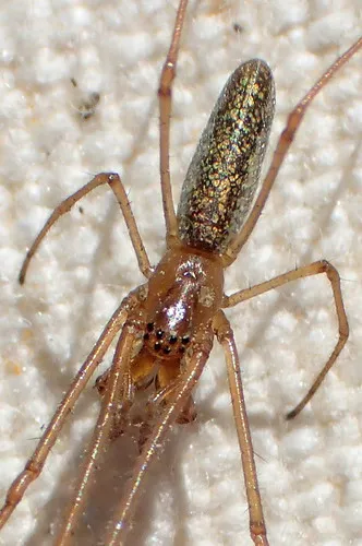 Silver Longjawed Orbweaver - photo 5