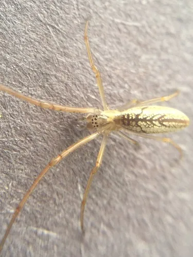 Silver Longjawed Orbweaver - photo 6