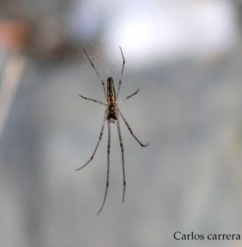 Silver Longjawed Orbweaver - photo 7