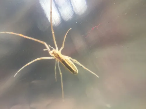 Silver Longjawed Orbweaver - photo 8