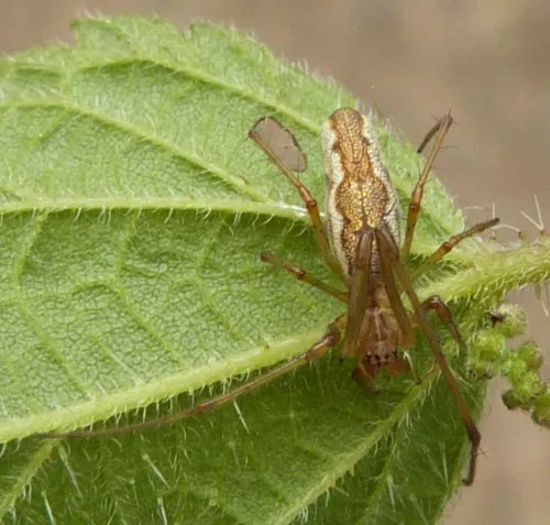 Tetragnatha montana
