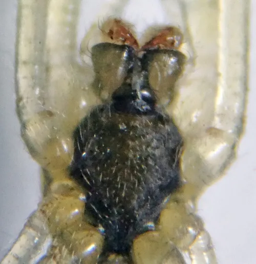 Tetragnatha montana - photo 7