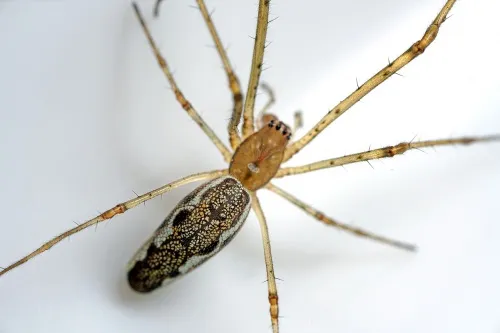Tetragnatha montana - photo 2
