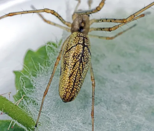 Tetragnatha montana - photo 3
