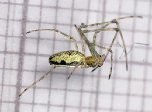 Tetragnatha montana - photo 4