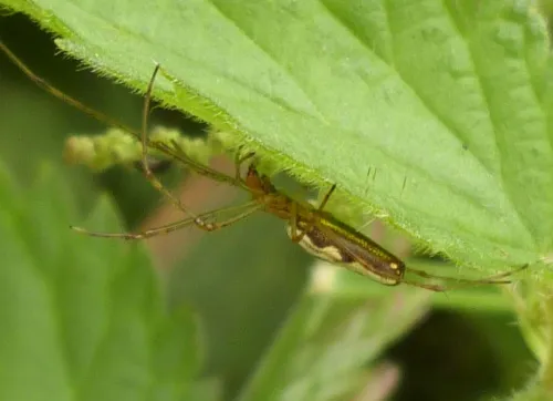 Tetragnatha montana - photo 5