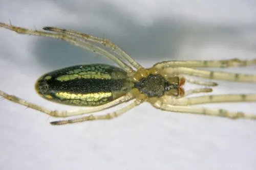 Tetragnatha montana - photo 6