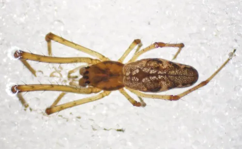 Tetragnatha nigrita
