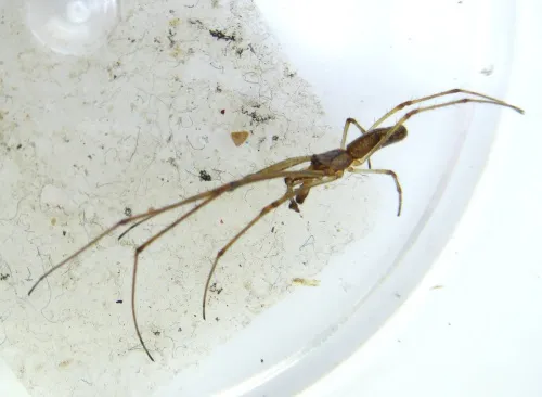Tetragnatha nigrita - photo 2