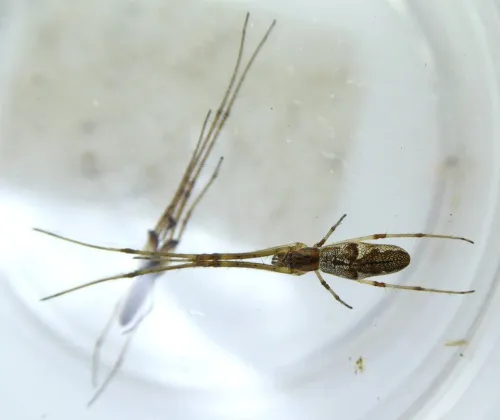 Tetragnatha nigrita - photo 3