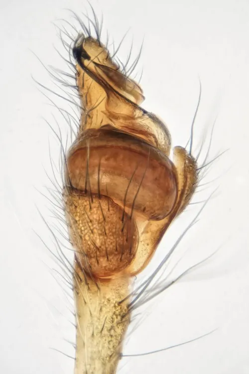 Tetragnatha nigrita - photo 4