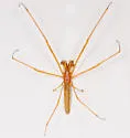 Tetragnatha nitens