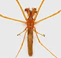 Tetragnatha nitens - photo 2