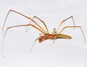 Tetragnatha nitens - photo 3