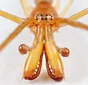 Tetragnatha nitens - photo 4