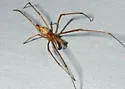 Tetragnatha nitens - photo 5