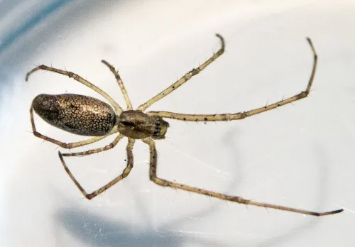 Tetragnatha obtusa