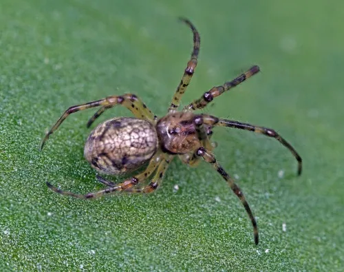 Tetragnatha obtusa - photo 2