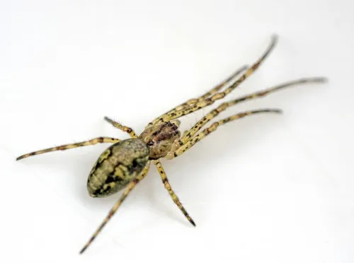 Tetragnatha obtusa - photo 3