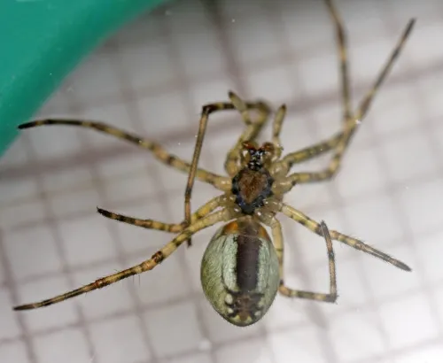 Tetragnatha obtusa - photo 4