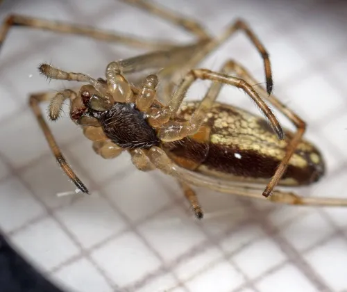 Tetragnatha obtusa - photo 5