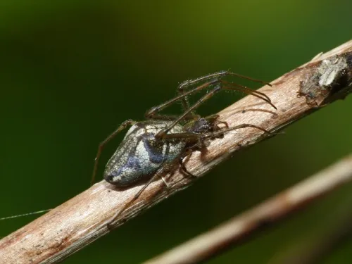 Tetragnatha obtusa - photo 6