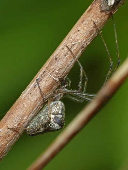 Tetragnatha obtusa - photo 7