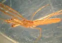 Tetragnatha pallescens - photo 2