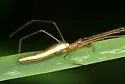 Tetragnatha straminea