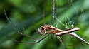 Tetragnatha straminea - photo 2