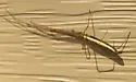 Tetragnatha straminea - photo 3