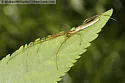 Tetragnatha straminea - photo 4