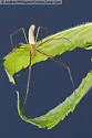 Tetragnatha straminea - photo 5