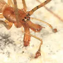 Tetragnatha versicolor - photo 2