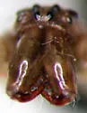 Tetragnatha versicolor - photo 3